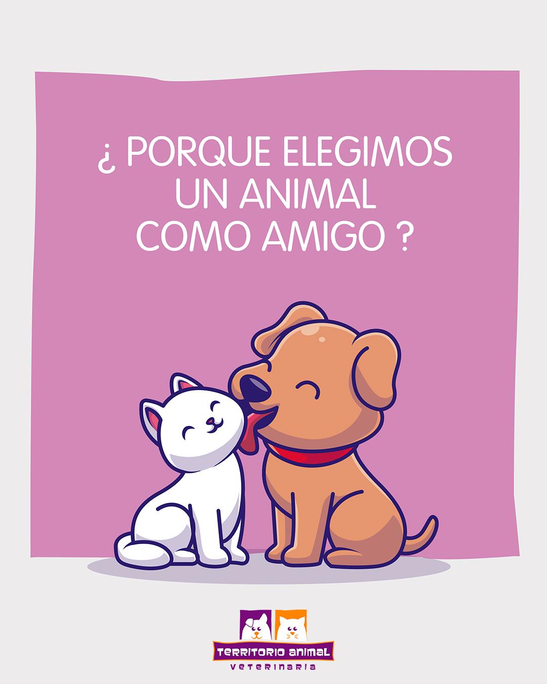 Contenido de Instagram — Territorio Animal Veterinaria